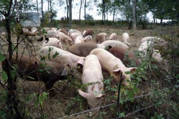 pig-farming-2