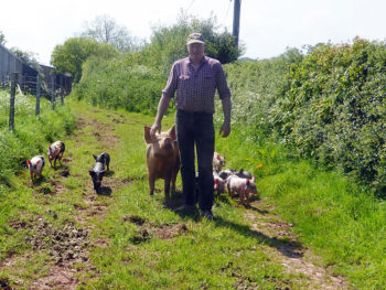 Will and his pigs