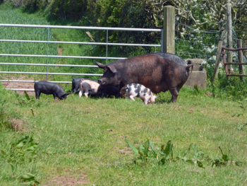 Pigs at Stoodleigh Barton Farm