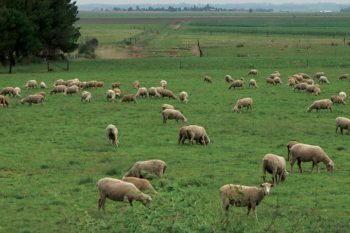 sheep-farming-1